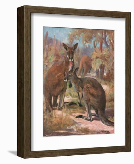 Kangaroos 1909-Cuthbert Swan-Framed Art Print