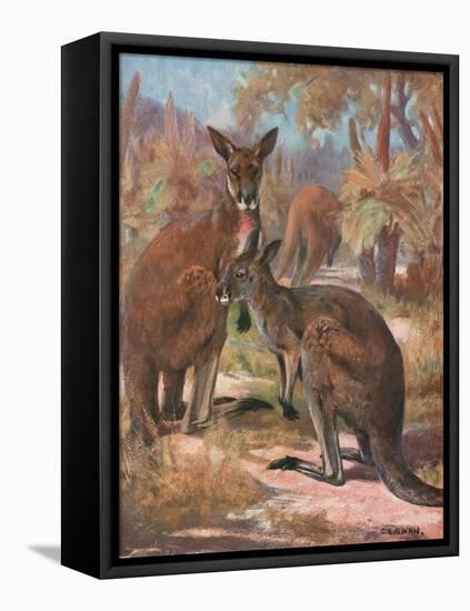 Kangaroos 1909-Cuthbert Swan-Framed Stretched Canvas