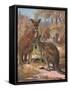 Kangaroos 1909-Cuthbert Swan-Framed Stretched Canvas