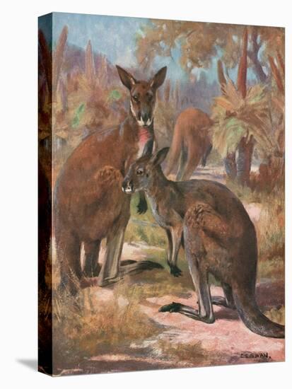 Kangaroos 1909-Cuthbert Swan-Stretched Canvas