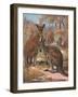 Kangaroos 1909-Cuthbert Swan-Framed Art Print