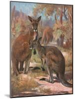 Kangaroos 1909-Cuthbert Swan-Mounted Art Print