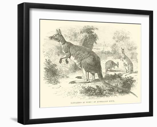 Kangaroos at Home, an Australian Scene-null-Framed Giclee Print