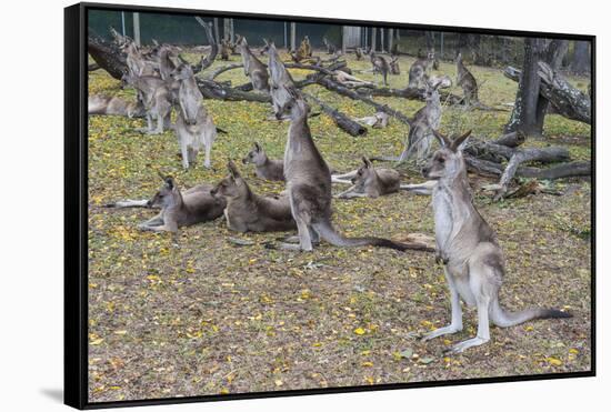 Kangaroos (macropods), Lone Pine Sanctuary, Brisbane, Queensland, Australia, Pacific-Michael Runkel-Framed Stretched Canvas