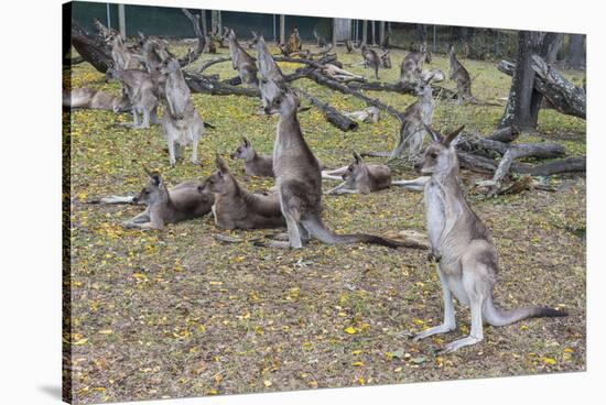 Kangaroos (macropods), Lone Pine Sanctuary, Brisbane, Queensland, Australia, Pacific-Michael Runkel-Stretched Canvas