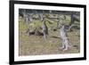 Kangaroos (macropods), Lone Pine Sanctuary, Brisbane, Queensland, Australia, Pacific-Michael Runkel-Framed Photographic Print