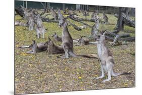 Kangaroos (macropods), Lone Pine Sanctuary, Brisbane, Queensland, Australia, Pacific-Michael Runkel-Mounted Photographic Print