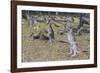 Kangaroos (macropods), Lone Pine Sanctuary, Brisbane, Queensland, Australia, Pacific-Michael Runkel-Framed Photographic Print