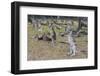 Kangaroos (macropods), Lone Pine Sanctuary, Brisbane, Queensland, Australia, Pacific-Michael Runkel-Framed Photographic Print