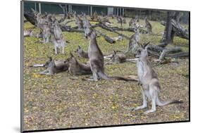 Kangaroos (macropods), Lone Pine Sanctuary, Brisbane, Queensland, Australia, Pacific-Michael Runkel-Mounted Photographic Print