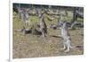 Kangaroos (macropods), Lone Pine Sanctuary, Brisbane, Queensland, Australia, Pacific-Michael Runkel-Framed Photographic Print