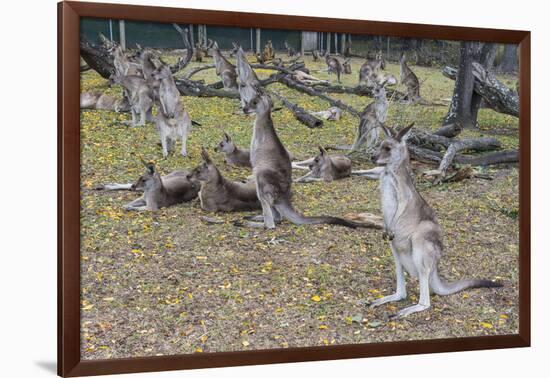 Kangaroos (macropods), Lone Pine Sanctuary, Brisbane, Queensland, Australia, Pacific-Michael Runkel-Framed Photographic Print