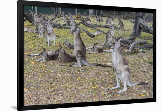 Kangaroos (macropods), Lone Pine Sanctuary, Brisbane, Queensland, Australia, Pacific-Michael Runkel-Framed Photographic Print