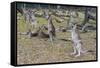 Kangaroos (macropods), Lone Pine Sanctuary, Brisbane, Queensland, Australia, Pacific-Michael Runkel-Framed Stretched Canvas