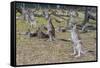 Kangaroos (macropods), Lone Pine Sanctuary, Brisbane, Queensland, Australia, Pacific-Michael Runkel-Framed Stretched Canvas