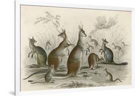 Kangaroos Various 19C-JS Murdoch-Framed Art Print