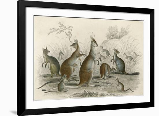 Kangaroos Various 19C-JS Murdoch-Framed Art Print