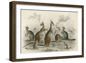 Kangaroos Various 19C-JS Murdoch-Framed Art Print