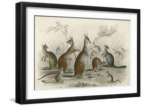 Kangaroos Various 19C-JS Murdoch-Framed Art Print