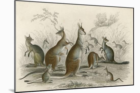 Kangaroos Various 19C-JS Murdoch-Mounted Art Print