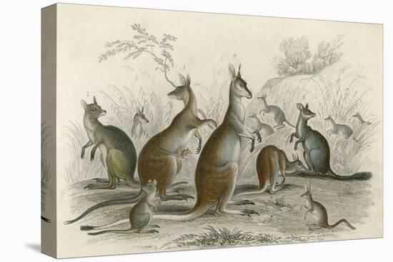 Kangaroos Various 19C-JS Murdoch-Stretched Canvas