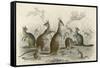 Kangaroos Various 19C-JS Murdoch-Framed Stretched Canvas