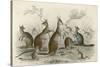 Kangaroos Various 19C-JS Murdoch-Stretched Canvas