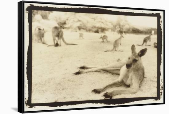 Kangeroo Reclining, Australia-Theo Westenberger-Framed Stretched Canvas