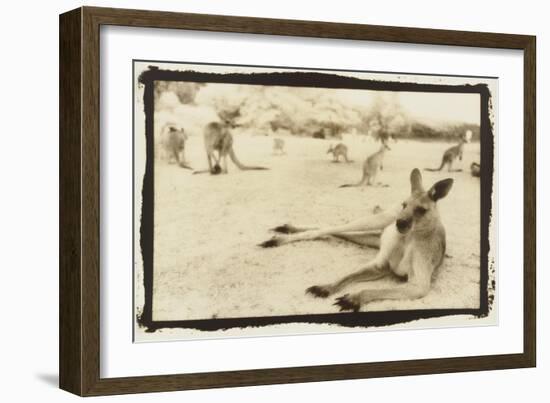 Kangeroo Reclining, Australia-Theo Westenberger-Framed Art Print