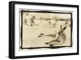 Kangeroo Reclining, Australia-Theo Westenberger-Framed Art Print