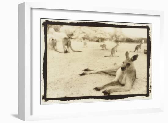 Kangeroo Reclining, Australia-Theo Westenberger-Framed Art Print