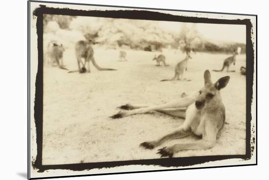 Kangeroo Reclining, Australia-Theo Westenberger-Mounted Art Print