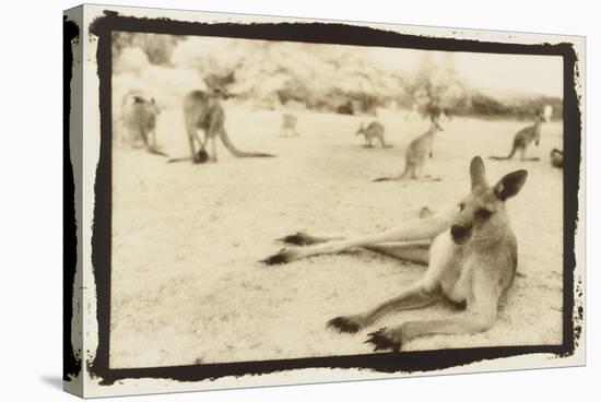 Kangeroo Reclining, Australia-Theo Westenberger-Stretched Canvas