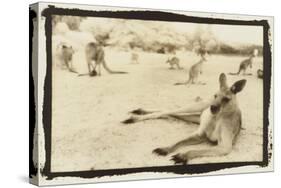 Kangeroo Reclining, Australia-Theo Westenberger-Stretched Canvas