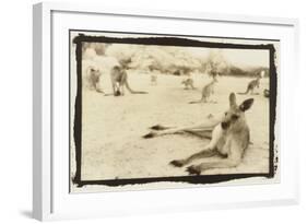 Kangeroo Reclining, Australia-Theo Westenberger-Framed Art Print