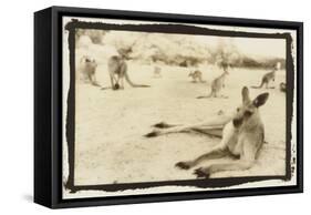 Kangeroo Reclining, Australia-Theo Westenberger-Framed Stretched Canvas