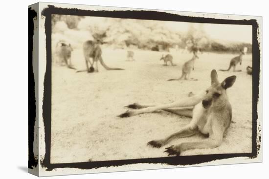 Kangeroo Reclining, Australia-Theo Westenberger-Stretched Canvas