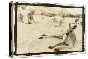 Kangeroo Reclining, Australia-Theo Westenberger-Stretched Canvas