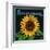 Kansas - Sunflower Brand Crate Label-Lantern Press-Framed Art Print