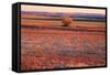 Kansas Sunset-photojohn830-Framed Stretched Canvas