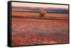 Kansas Sunset-photojohn830-Framed Stretched Canvas