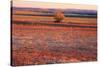 Kansas Sunset-photojohn830-Stretched Canvas