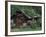 Kantishna Recorders Office, Denalia National Park, Alaska, USA-Dee Ann Pederson-Framed Photographic Print