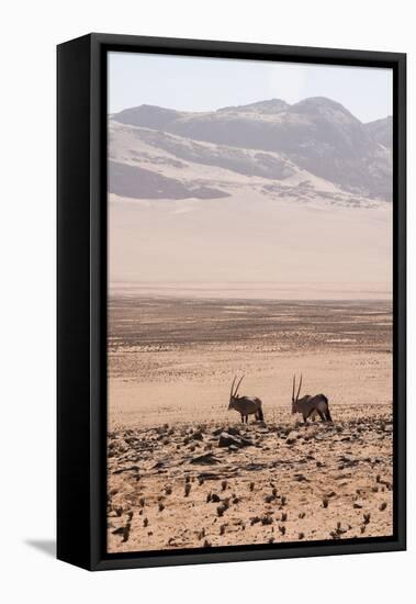 Kaokoland, Kunene, Namib Desert, Namibia. Wild Oryx or Gemsbok-Bill Bachmann-Framed Stretched Canvas