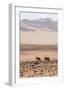Kaokoland, Kunene, Namib Desert, Namibia. Wild Oryx or Gemsbok-Bill Bachmann-Framed Photographic Print