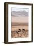 Kaokoland, Kunene, Namib Desert, Namibia. Wild Oryx or Gemsbok-Bill Bachmann-Framed Photographic Print