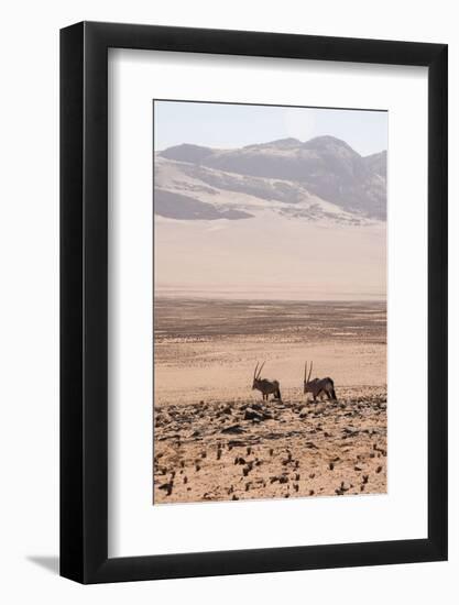 Kaokoland, Kunene, Namib Desert, Namibia. Wild Oryx or Gemsbok-Bill Bachmann-Framed Photographic Print