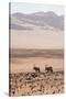 Kaokoland, Kunene, Namib Desert, Namibia. Wild Oryx or Gemsbok-Bill Bachmann-Stretched Canvas