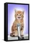 Karaoke Cat Ginger Tabby Kitten Singing into Microphone-null-Framed Stretched Canvas