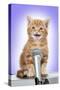 Karaoke Cat Ginger Tabby Kitten Singing into Microphone-null-Stretched Canvas